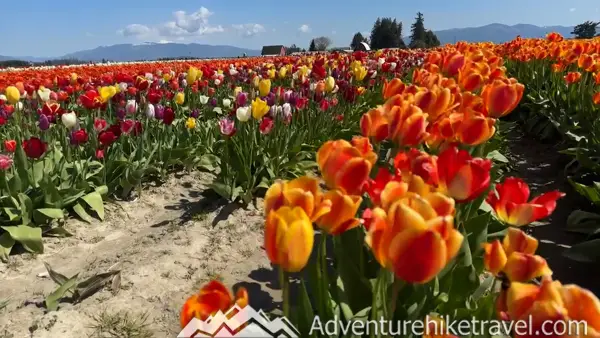 Why Tulip Town Is a Must-See Stop During the Skagit Valley Tulip Festival Dreaming of tulip fields? 🌷 Tulip Town is a must-visit during the Skagit Valley Tulip Festival in Washington. Get all the details in this blog—perfect for families, couples & flower lovers!