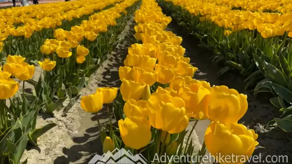 Why Tulip Town Is a Must-See Stop During the Skagit Valley Tulip Festival Visiting the Skagit Valley Tulip Festival? Tulip Town is one of the top places to experience blooming fields, scenic views & springtime charm. Don’t miss this photo-worthy stop in Washington!