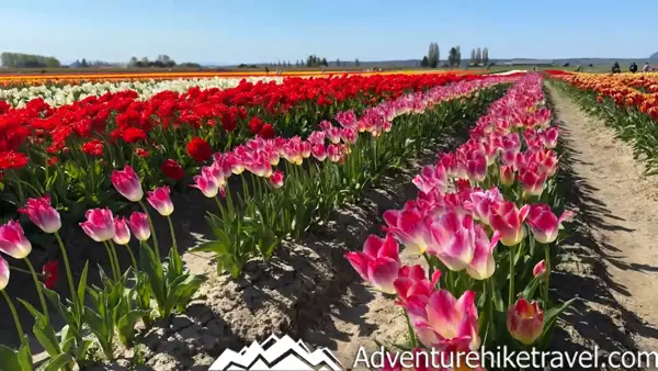 Why Tulip Town Is a Must-See Stop During the Skagit Valley Tulip Festival Visiting the Skagit Valley Tulip Festival? Tulip Town is one of the top places to experience blooming fields, scenic views & springtime charm. Don’t miss this photo-worthy stop in Washington!