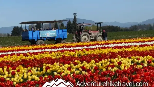Why Tulip Town Is a Must-See Stop During the Skagit Valley Tulip Festival Make the most of spring in the Pacific Northwest! 🌷 Discover why Tulip Town is a favorite stop at the Skagit Valley Tulip Festival with over 6 acres of tulips and gorgeous views. #PacificNorthwestTravel #TulipTownWA #SpringBucketList #NatureLovers