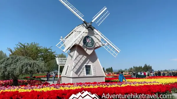 Why Tulip Town Is a Must-See Stop During the Skagit Valley Tulip Festival Make the most of spring in the Pacific Northwest! 🌷 Discover why Tulip Town is a favorite stop at the Skagit Valley Tulip Festival with over 6 acres of tulips and gorgeous views. #PacificNorthwestTravel #TulipTownWA #SpringBucketList #NatureLovers