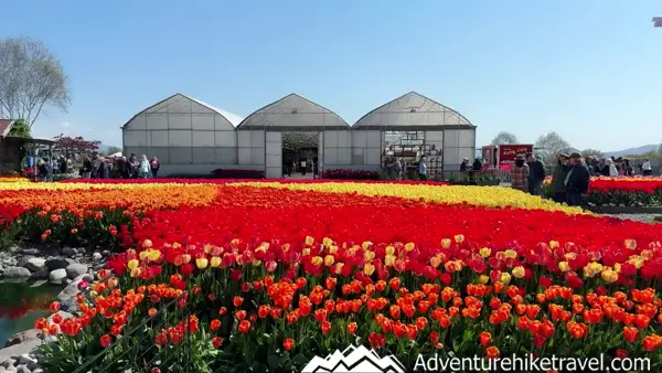 Why Tulip Town Is a Must-See Stop During the Skagit Valley Tulip Festival Make the most of spring in the Pacific Northwest! 🌷 Discover why Tulip Town is a favorite stop at the Skagit Valley Tulip Festival with over 6 acres of tulips and gorgeous views. #PacificNorthwestTravel #TulipTownWA #SpringBucketList #NatureLovers