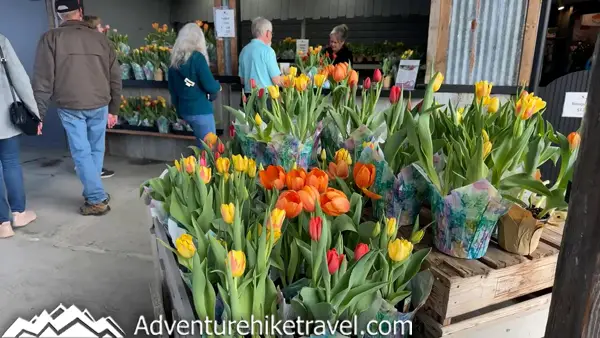 Why Tulip Town Is a Must-See Stop During the Skagit Valley Tulip Festival See why Tulip Town is a must-visit at the Skagit Valley Tulip Festival in Washington State. 🌷 With mountain views, family fun, and rows of colorful tulips, it’s the perfect spring getaway. #TulipFestival #SpringinWashington #TulipFields #TravelWashington