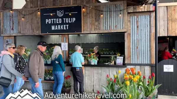 Why Tulip Town Is a Must-See Stop During the Skagit Valley Tulip Festival Looking for the best tulip field in Washington? 🌷 Tulip Town offers vibrant blooms, food trucks, and amazing views during the Skagit Valley Tulip Festival. Don’t miss this magical spring destination! #TulipTown #SkagitTulips #PNWTravel #SpringFlowers