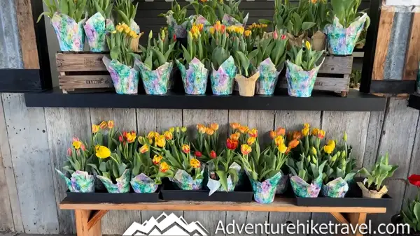Why Tulip Town Is a Must-See Stop During the Skagit Valley Tulip Festival See why Tulip Town is a must-visit at the Skagit Valley Tulip Festival in Washington State. 🌷 With mountain views, family fun, and rows of colorful tulips, it’s the perfect spring getaway. #TulipFestival #SpringinWashington #TulipFields #TravelWashington