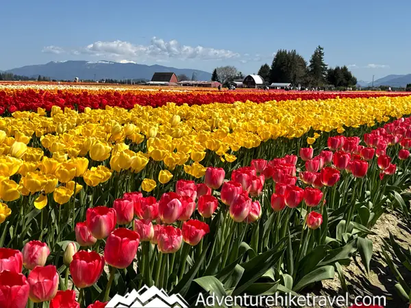 Why Tulip Town Is a Must-See Stop During the Skagit Valley Tulip Festival Skagit Valley Tulip Festival favorite! Tulip Town features over 50 tulip varieties, mountain backdrops, and fun for all ages. Find out why it’s a can’t-miss stop on your spring trip to Washington.