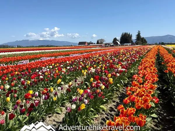 Why Tulip Town Is a Must-See Stop During the Skagit Valley Tulip Festival Colorful tulip fields, Cascade views & family fun! 🌷 Discover why Tulip Town is a must-see stop at the Skagit Valley Tulip Festival in Washington. Read the full travel blog now. #TulipFestival2025 #WashingtonStateTulips #PNWAdventures #FlowerTravel