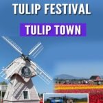 Skagit Valley Tulip Festival favorite! Tulip Town features over 50 tulip varieties, mountain backdrops, and fun for all ages. Find out why it’s a can’t-miss stop on your spring trip to Washington.