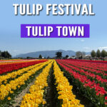 Discover why Tulip Town is a must-see during the Skagit Valley Tulip Festival in Washington! 🌷 With over 6 acres of vibrant tulips, mountain views, and family-friendly activities, it’s the perfect spring day trip. Get tips, photos, and everything you need to know before you go in this blog post! #TulipTown #SkagitValleyTulipFestival #WashingtonTulips #SpringTravel #FlowerFields