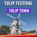 Discover why Tulip Town is a must-see during the Skagit Valley Tulip Festival in Washington! 🌷 With over 6 acres of vibrant tulips, mountain views, and family-friendly activities, it’s the perfect spring day trip. Get tips, photos, and everything you need to know before you go in this blog post! #TulipTown #SkagitValleyTulipFestival #WashingtonTulips #SpringTravel #FlowerFields