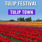 If you’re planning a springtime getaway to Washington State, Tulip Town in Skagit Valley should be at the top of your list. Renowned for its stunning displays of vibrant tulips, this farm is one of the standout attractions of the Skagit Valley Tulip Festival, which takes place every April. Whether you’re a flower enthusiast, a photography lover, or someone who just enjoys the simple beauty of nature, Tulip Town is a must-see stop that promises to make your visit unforgettable.