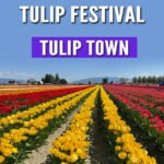 If you’re planning a springtime getaway to Washington State, Tulip Town in Skagit Valley should be at the top of your list. Renowned for its stunning displays of vibrant tulips, this farm is one of the standout attractions of the Skagit Valley Tulip Festival, which takes place every April. Whether you’re a flower enthusiast, a photography lover, or someone who just enjoys the simple beauty of nature, Tulip Town is a must-see stop that promises to make your visit unforgettable.