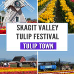 If you’re planning a springtime getaway to Washington State, Tulip Town in Skagit Valley should be at the top of your list. Renowned for its stunning displays of vibrant tulips, this farm is one of the standout attractions of the Skagit Valley Tulip Festival, which takes place every April. Whether you’re a flower enthusiast, a photography lover, or someone who just enjoys the simple beauty of nature, Tulip Town is a must-see stop that promises to make your visit unforgettable.