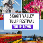If you’re planning a springtime getaway to Washington State, Tulip Town in Skagit Valley should be at the top of your list. Renowned for its stunning displays of vibrant tulips, this farm is one of the standout attractions of the Skagit Valley Tulip Festival, which takes place every April. Whether you’re a flower enthusiast, a photography lover, or someone who just enjoys the simple beauty of nature, Tulip Town is a must-see stop that promises to make your visit unforgettable.