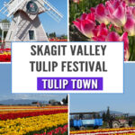 If you’re planning a springtime getaway to Washington State, Tulip Town in Skagit Valley should be at the top of your list. Renowned for its stunning displays of vibrant tulips, this farm is one of the standout attractions of the Skagit Valley Tulip Festival, which takes place every April. Whether you’re a flower enthusiast, a photography lover, or someone who just enjoys the simple beauty of nature, Tulip Town is a must-see stop that promises to make your visit unforgettable.