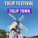 Looking for the best place to see tulips in Washington? Tulip Town is a vibrant stop during the Skagit Valley Tulip Festival! Get tips, photos, and what to expect in this helpful blog post.