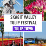 Looking for the best place to see tulips in Washington? Tulip Town is a vibrant stop during the Skagit Valley Tulip Festival! Get tips, photos, and what to expect in this helpful blog post.