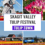 Looking for the best place to see tulips in Washington? Tulip Town is a vibrant stop during the Skagit Valley Tulip Festival! Get tips, photos, and what to expect in this helpful blog post.