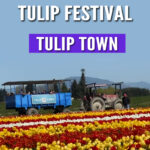Looking for the best place to see tulips in Washington? Tulip Town is a vibrant stop during the Skagit Valley Tulip Festival! Get tips, photos, and what to expect in this helpful blog post.