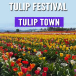 Looking for the best place to see tulips in Washington? Tulip Town is a vibrant stop during the Skagit Valley Tulip Festival! Get tips, photos, and what to expect in this helpful blog post.