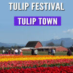 Looking for the best place to see tulips in Washington? Tulip Town is a vibrant stop during the Skagit Valley Tulip Festival! Get tips, photos, and what to expect in this helpful blog post.