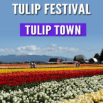 Tulip Town is bursting with color! 🌷 Explore fields of tulips, capture stunning photos, and enjoy family-friendly fun during the Skagit Valley Tulip Festival in Washington. See why it’s a top stop this spring!