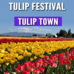 Tulip Town is bursting with color! 🌷 Explore fields of tulips, capture stunning photos, and enjoy family-friendly fun during the Skagit Valley Tulip Festival in Washington. See why it’s a top stop this spring!