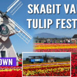 If you’re planning a springtime getaway to Washington State, Tulip Town in Skagit Valley should be at the top of your list. Renowned for its stunning displays of vibrant tulips, this farm is one of the standout attractions of the Skagit Valley Tulip Festival, which takes place every April. Whether you’re a flower enthusiast, a photography lover, or someone who just enjoys the simple beauty of nature, Tulip Town is a must-see stop that promises to make your visit unforgettable.