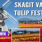 Skagit Valley Tulip Festival favorite! Tulip Town features over 50 tulip varieties, mountain backdrops, and fun for all ages. Find out why it’s a can’t-miss stop on your spring trip to Washington.