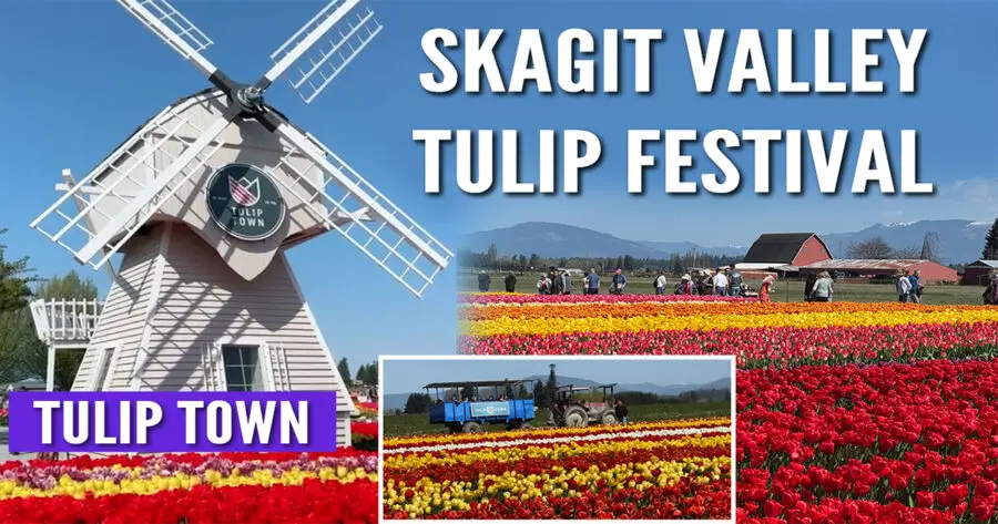 Skagit Valley Tulip Festival favorite! Tulip Town features over 50 tulip varieties, mountain backdrops, and fun for all ages. Find out why it’s a can’t-miss stop on your spring trip to Washington.