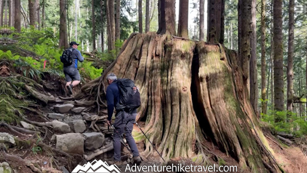 Hike to Heather Lake in Washington for a scenic 4.7-mile trail featuring old-growth forest, waterfalls, wildflowers, and a peaceful alpine lake in the North Cascades.