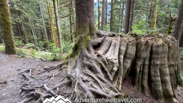 This short but scenic hike to Heather Lake winds through mossy forest, past waterfalls and wildflowers, to reveal a hidden alpine lake in the North Cascades.