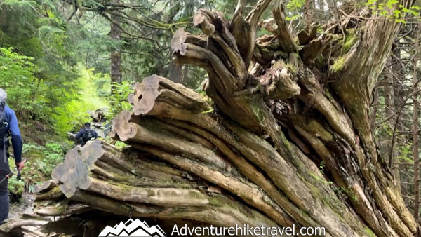 Hike Heather Lake for a perfect mix of forest serenity and alpine beauty—this moderate trail rewards you with waterfalls, wildflowers, and lake views in under 5 miles.