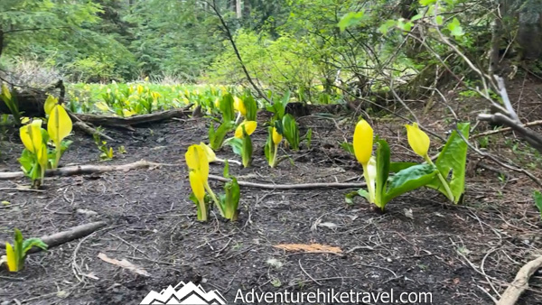 Heather Lake is a must-do hike for nature lovers, with a forested trail full of roots and rocks that leads to one of the North Cascades’ most beautiful alpine lakes.