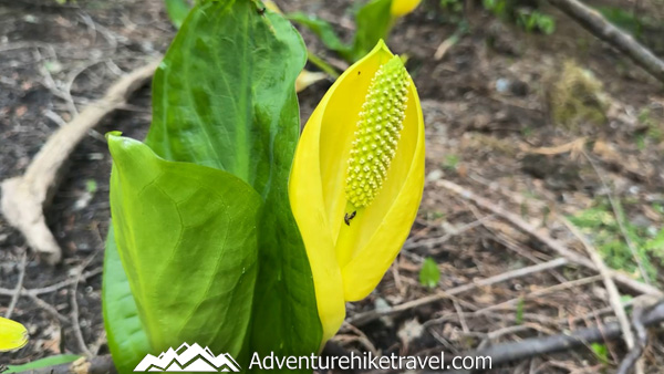 Heather Lake is a must-do hike for nature lovers, with a forested trail full of roots and rocks that leads to one of the North Cascades’ most beautiful alpine lakes.