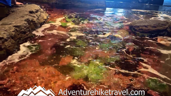 The Seattle Aquarium 30 Fps tide pools fix.00_01_48_04.Still017