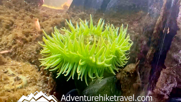 The Seattle Aquarium 30 Fps tide pools fix.00_03_34_20.Still049
