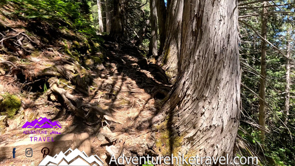 Discover the beauty of Royal Lake on this scenic hike in Olympic National Park. The trail winds through towering firs, moss-covered trees, and along sparkling creeks before opening to the breathtaking alpine lake. Learn about trail distance, difficulty, camping spots, and tips for exploring this iconic part of the Royal Basin Trail. Ideal for backpackers and adventurous day hikers.