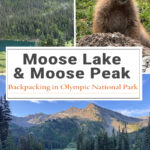 Thinking about backpacking to Moose Lake & Moose Peak in Olympic National Park? Get trail mileage, elevation gain, camping information, route highlights, and helpful planning tips for this rugged alpine backpacking trip.