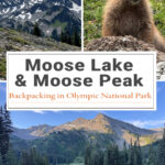 From Moose Lake’s alpine meadows to the rocky summit of Moose Peak, this Olympic National Park backpacking trip delivers incredible views. Trail details, mileage, elevation gain, camping info, and route highlights included.