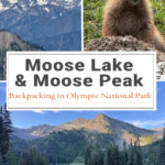 From Moose Lake’s alpine meadows to the rocky summit of Moose Peak, this Olympic National Park backpacking trip delivers incredible views. Trail details, mileage, elevation gain, camping info, and route highlights included.