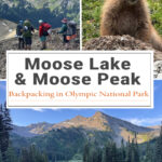 Backpacking Moose Lake & Moose Peak in Olympic National Park offers alpine lakes, wildflowers, mountain views, and a challenging summit. Learn about trail mileage, elevation gain, camping at Moose Lake, route highlights, and trail conditions.