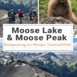 Backpacking Moose Lake & Moose Peak in Olympic National Park offers alpine lakes, wildflowers, mountain views, and a challenging summit. Learn about trail mileage, elevation gain, camping at Moose Lake, route highlights, and trail conditions.