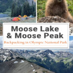 Backpacking Moose Lake & Moose Peak in Olympic National Park offers alpine lakes, wildflowers, mountain views, and a challenging summit. Learn about trail mileage, elevation gain, camping at Moose Lake, route highlights, and trail conditions.