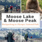 Planning a backpacking trip to Moose Lake & Moose Peak in Olympic National Park? This rugged route features alpine lakes, panoramic mountain views, wildflowers, and a challenging summit. Trail mileage, elevation gain, camping info, and route tips included.