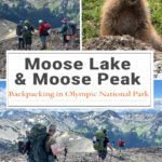 Backpacking Moose Lake & Moose Peak in Olympic National Park is a challenging but rewarding adventure. This guide covers trail mileage, elevation gain, camping at Moose Lake, route highlights, and what to expect on the trail.