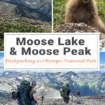 Backpacking Moose Lake & Moose Peak in Olympic National Park is a challenging but rewarding adventure. This guide covers trail mileage, elevation gain, camping at Moose Lake, route highlights, and what to expect on the trail.