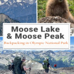 Moose Lake & Moose Peak offer some of the most stunning alpine scenery in Olympic National Park. Discover trail stats, elevation gain, camping details, wildflowers, mountain views, and route highlights for this unforgettable backpacking trip.