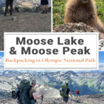 Moose Lake & Moose Peak offer some of the most stunning alpine scenery in Olympic National Park. Discover trail stats, elevation gain, camping details, wildflowers, mountain views, and route highlights for this unforgettable backpacking trip.