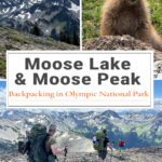 Moose Lake & Moose Peak offer some of the most stunning alpine scenery in Olympic National Park. Discover trail stats, elevation gain, camping details, wildflowers, mountain views, and route highlights for this unforgettable backpacking trip.